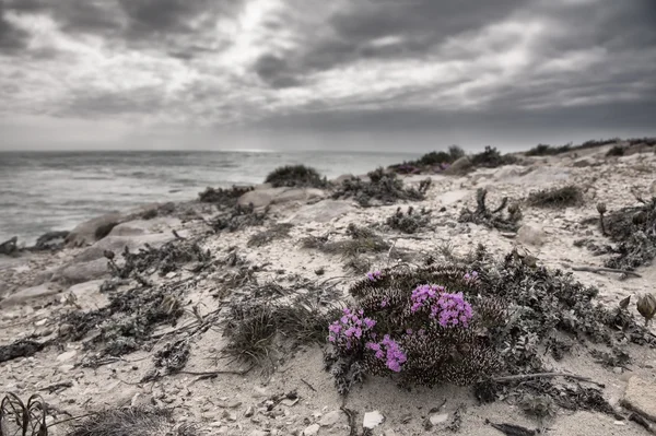 Late evening landscape of ocean over rocky shore heavy clouds bl — Stock Photo, Image