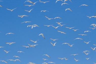 Huge swarm of terns taking off from lagoon in sun clipart