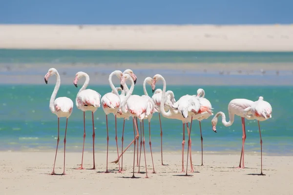 Stada flamingów, brodząc w wodzie płytkiej lagunie — Zdjęcie stockowe