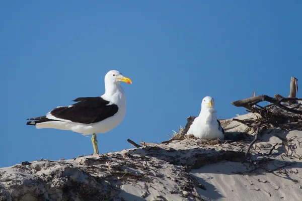 Een paar van Black terug meeuwen vliegen zittend op het nest — Stockfoto