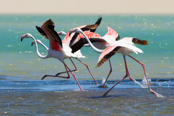 Kudde van Flamingo's taking off van lagune te vliegen weg — Stockfoto