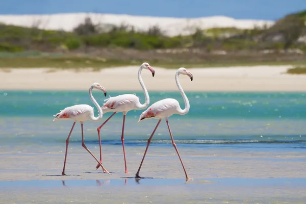 Rebanho de flamingos vagando em águas rasas da lagoa — Fotografia de Stock