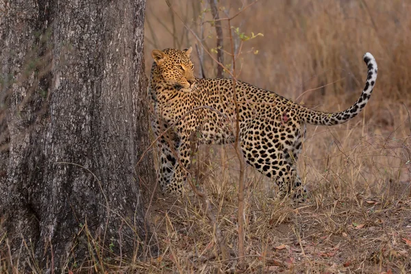 Osamělý leopard značkoval území na strom, aby — Stock fotografie