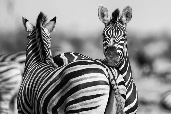 Zebra herd in black and white photo with heads together — Stock Photo, Image