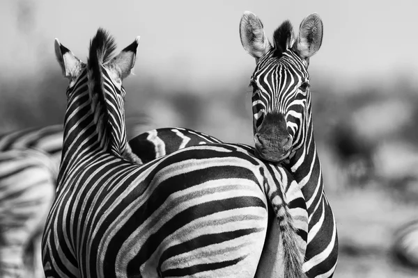 Manada de cebra en foto en blanco y negro con cabezas juntas —  Fotos de Stock