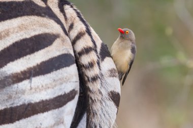 Zebra close-up with red billed ox-pecker on rear  clipart