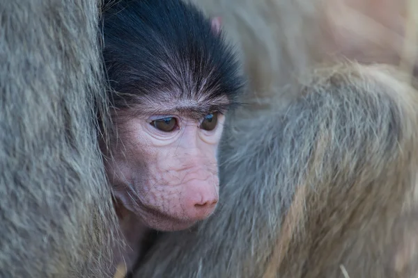 Baby baboon hiding in body of mother for safety — Stock Photo, Image