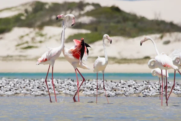 Kudde van Flamingo's waden in het ondiepe lagune water — Stockfoto