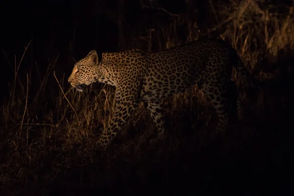 Leopardo solitário caçando sob a cobertura da escuridão — Fotografia de Stock