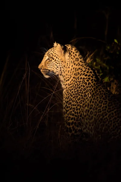 Lone leopard hunting under cover of darkness — Stock Photo, Image