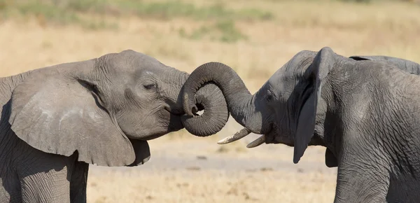 Two elephant greeting at a waterhole to renew relationship — Stock Photo, Image