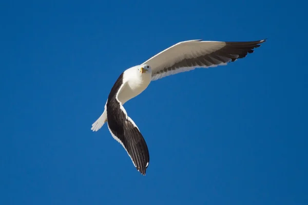Gaviota negra solitaria volando en el cielo azul brillante —  Fotos de Stock