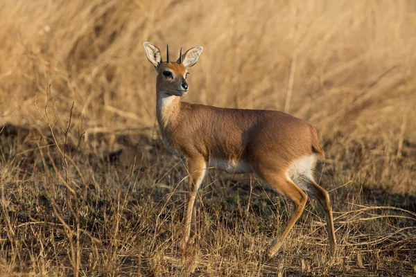 Single alert steenbok carefully graze burnt grass — Stock Photo, Image