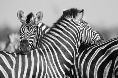 Zebra herd in black and white photo with heads together clipart