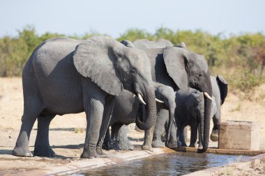 Fil buzağı içme suyu kuru ve sıcak gün