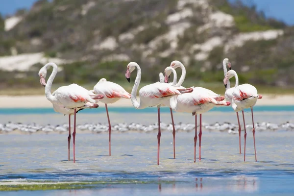 Flock of flamingos wading in shallow lagoon water — Stock Photo, Image