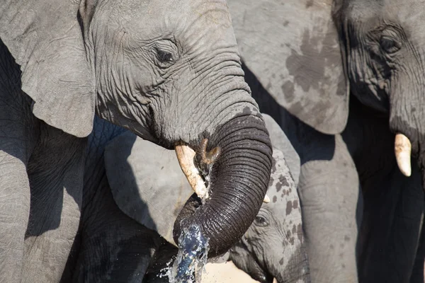 Elefant trinkt und spritzt Wasser an trockenen und heißen Tagen — Stockfoto