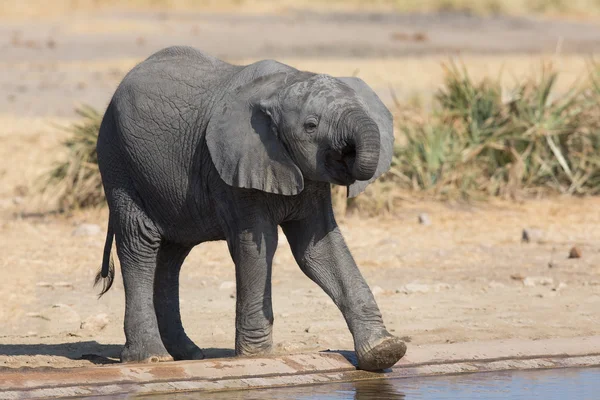 Bezerro de elefante água potável em dia seco e quente — Fotografia de Stock