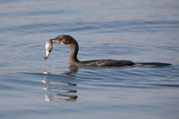 Reed cormorant floating on water while swallow fish — Stock Photo, Image