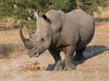 Yalnız gergedan ayakta açık alan güvenliği için kaçak avcı arıyorsunuz üzerinde