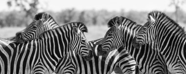 Zebra herd in black and white photo with heads together clipart