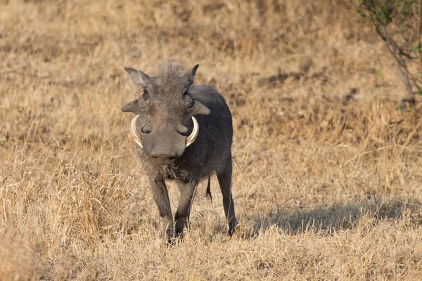 Warthog med store tenner som går blant kort gress – stockfoto