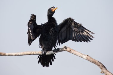 Kuru dal kendisi balıkçılık sonra oturup Reed karabatak