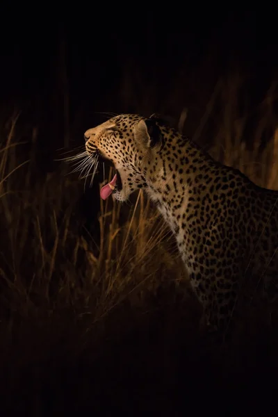 Osamělý leopard lov pod rouškou tmy — Stock fotografie