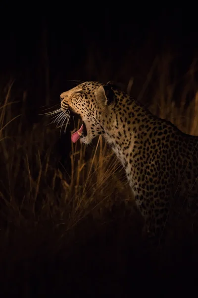 Lone leopard hunting under cover of darkness — Stock Photo, Image