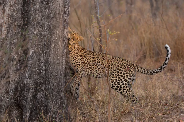 Leopardo solitário marcando seu território na árvore para manter os outros fora — Fotografia de Stock