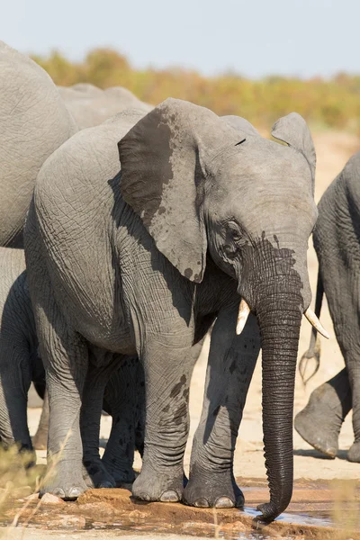 Elefante beber e espirrar água no dia seco e quente — Fotografia de Stock