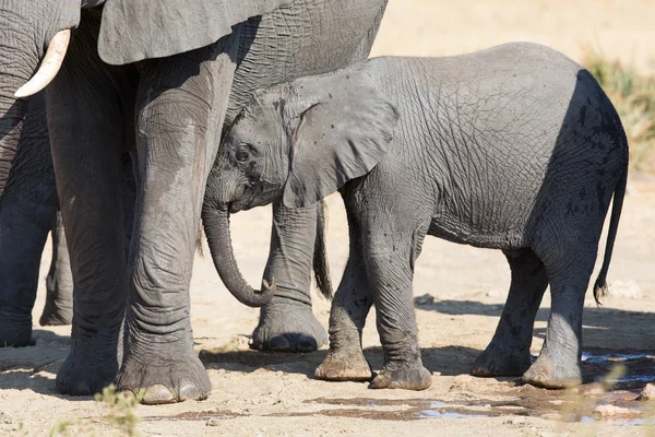 Теля слона п'є воду в сухий і гарячий день — стокове фото