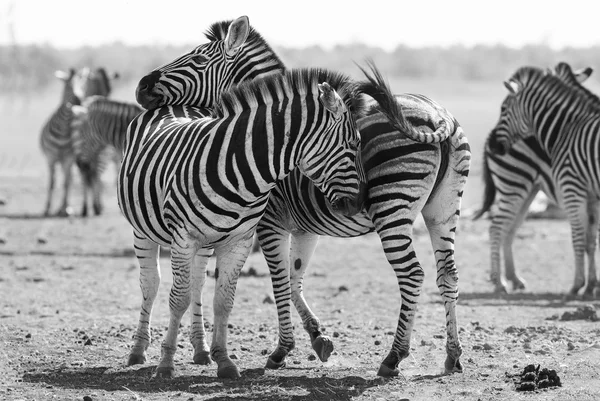 Zebra herd in black and white photo with heads together — Stock Photo, Image