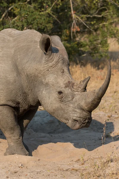 Rhinocéros solitaire debout sur un espace ouvert à la recherche de sécurité contre le braconnier — Photo