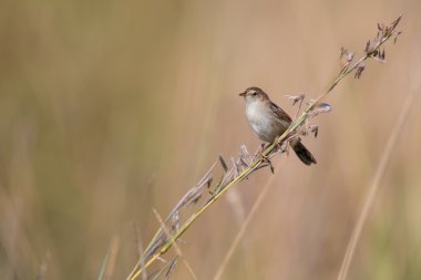 Küçük kahverengi cisticola oturma ve çim kök üzerinde denge
