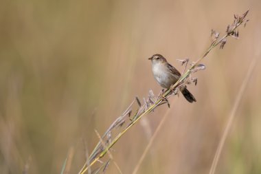 Small brown cisticola sitting and balance on grass stem clipart
