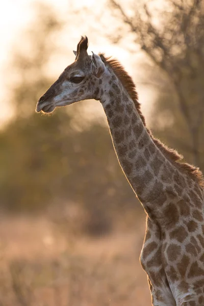 Baby giraffe walking in nature with sunset the background — Stock Photo, Image