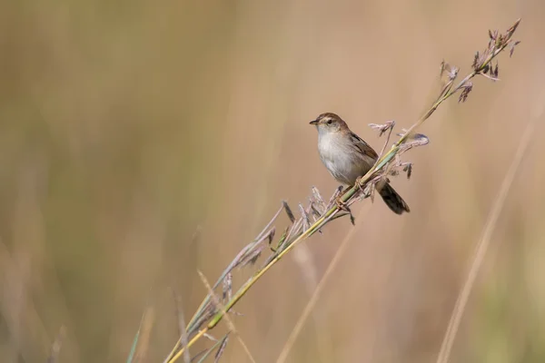 Mały brązowy cisticola siedzi i równowagi na trawie łodyga — Zdjęcie stockowe