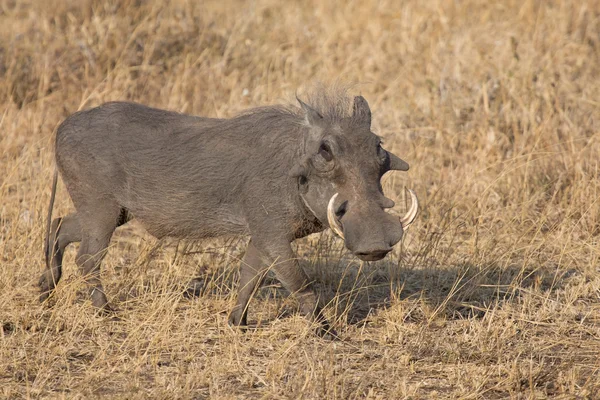 Warthog with big teeth walking among short grass — Stock Photo, Image