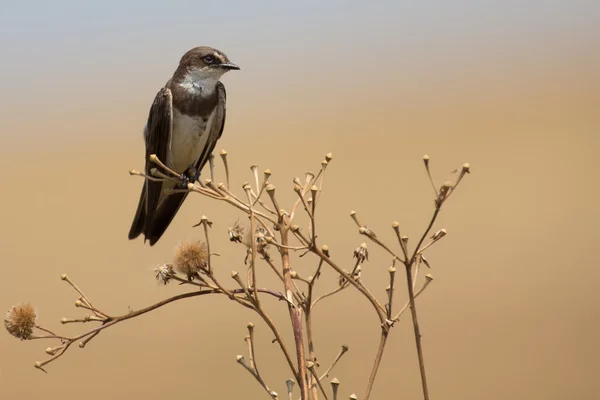 Břehule Africká sedí na suché větvi a volání jeho kamarád — Stock fotografie