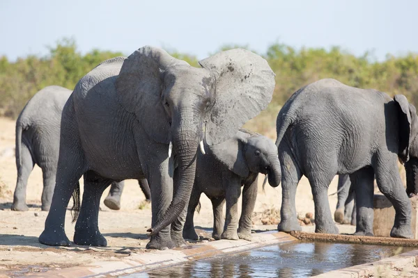 Bezerro de elefante água potável em dia seco e quente — Fotografia de Stock