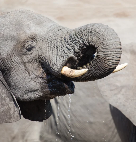 Слон п'є і бризкає воду в сухий і гарячий день — стокове фото
