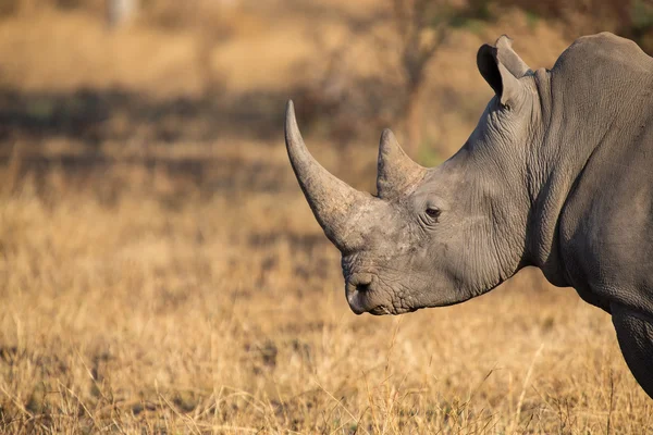 Rinoceronte solitario in piedi su un'area aperta in cerca di sicurezza dal bracconiere — Foto Stock