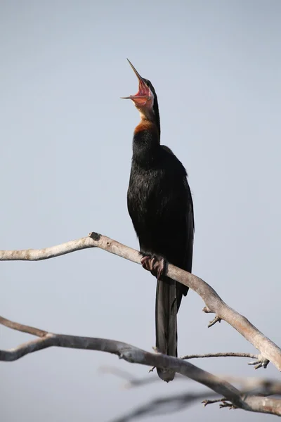 Afrikanischer Darter sitzt nach dem Fischen trocken auf Ast — Stockfoto