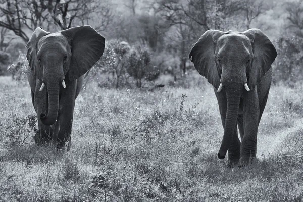 Dois touros elefantes caminhando através de arbusto conversão artística — Fotografia de Stock