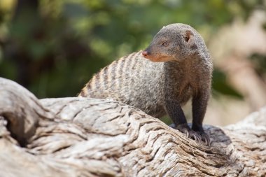 Şeritli Firavun faresi ağaç kütüğü gözetlemeye geçti