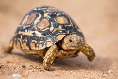 Leopar kaplumbağa yavaş yavaş kum ile koruyucu kabuk üzerinde yürüyen