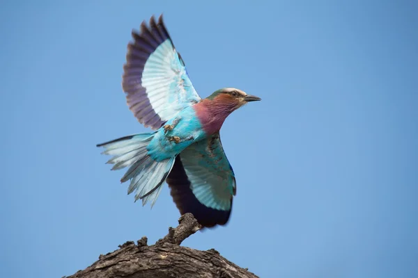 Beautiful lilac breasted roller take off from a perch to hunt in — Stock Photo, Image