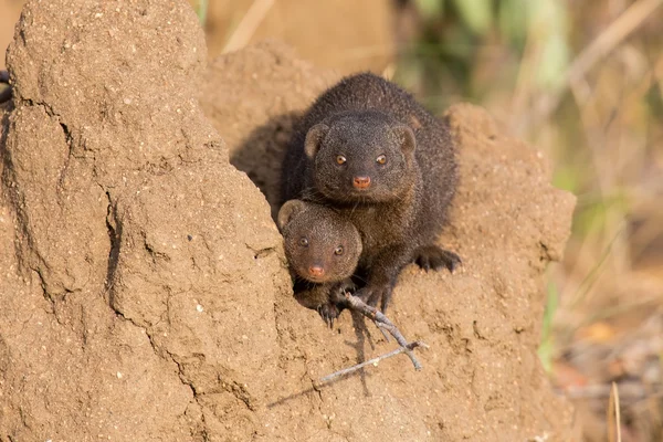 Dwarf mongoose family enjoy the safety of a burrow — Stock Photo, Image