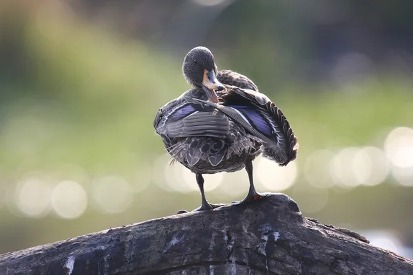 Pato de bico amarelo em pé no ramo e preen — Fotografia de Stock